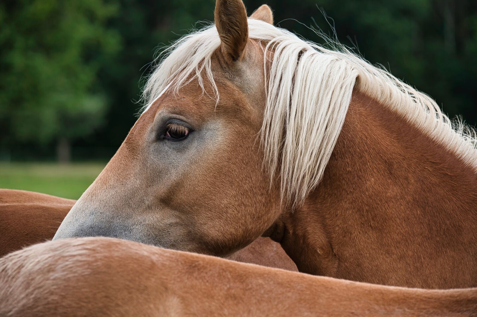 Nikon Z6 sample photo. Haflinger, horse, animal photography