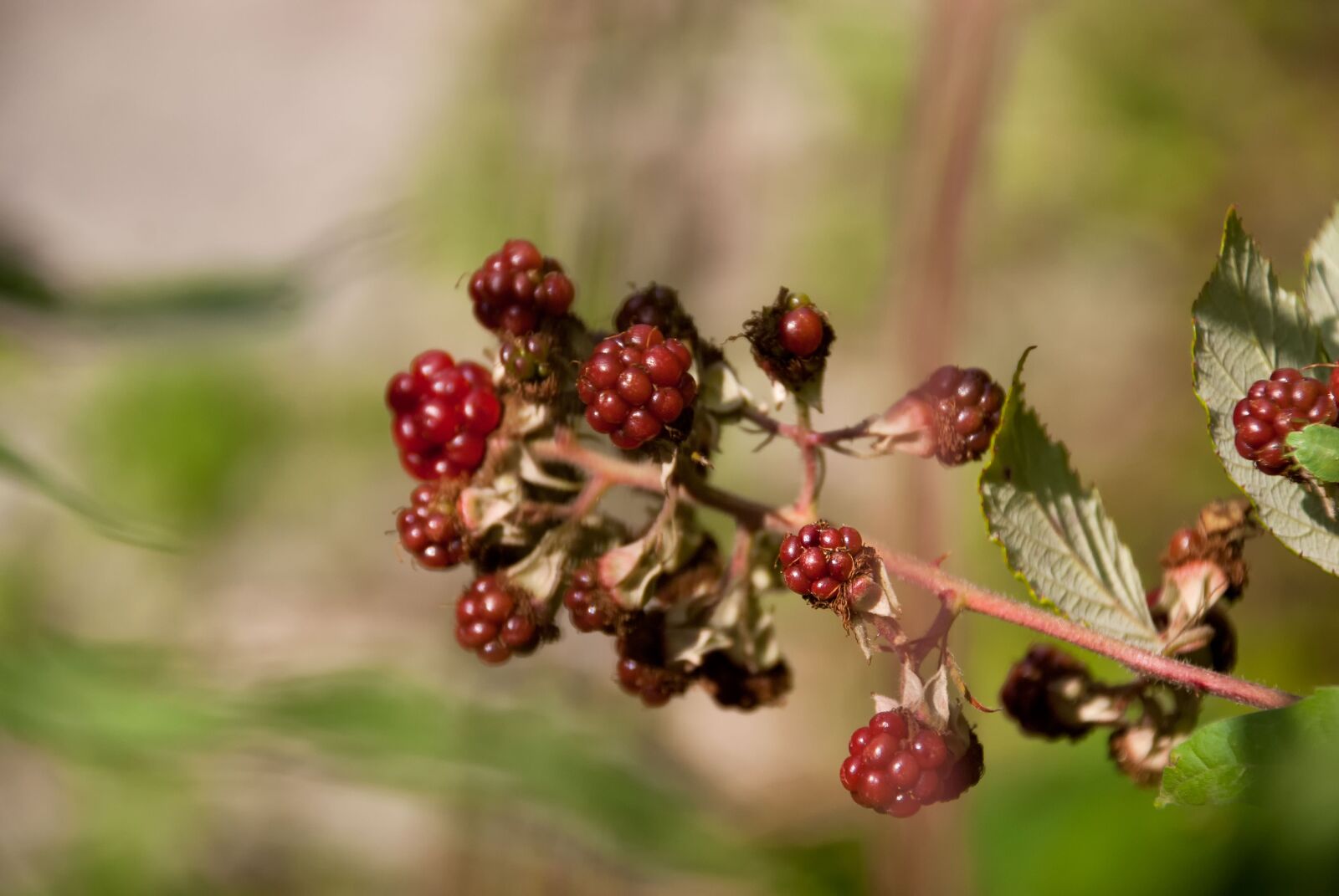 Nikon D80 sample photo. Blackberries, blackberry, mulberry photography