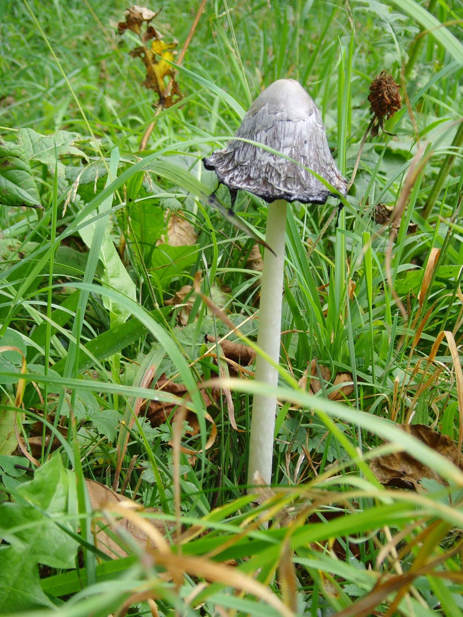 Samsung NV3,  VLUU NV3 sample photo. Fungus, rain, nature photography