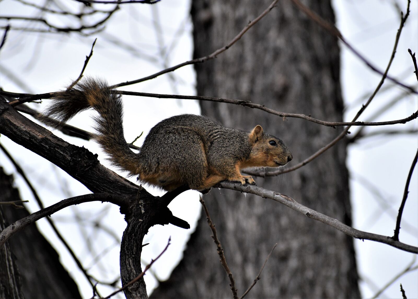 Nikon D3500 sample photo. Squirrel, outdoor, tree photography