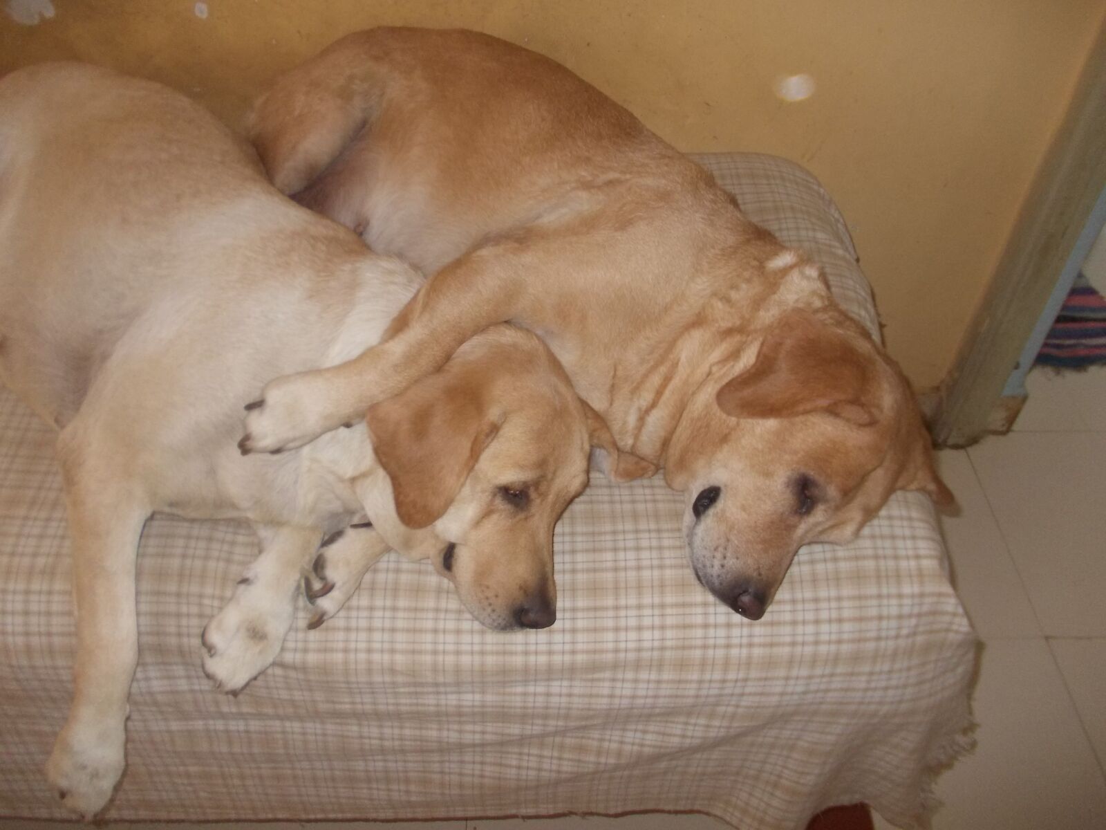 Nikon COOLPIX L23 sample photo. Labrador, dogs, dogs sleeping photography