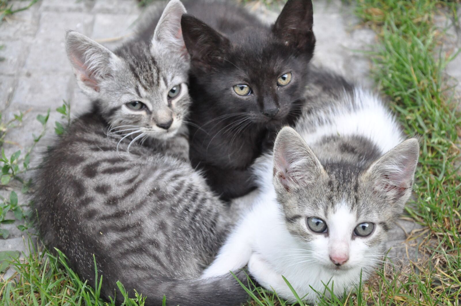 Nikon D90 sample photo. Animal, cute, cat photography