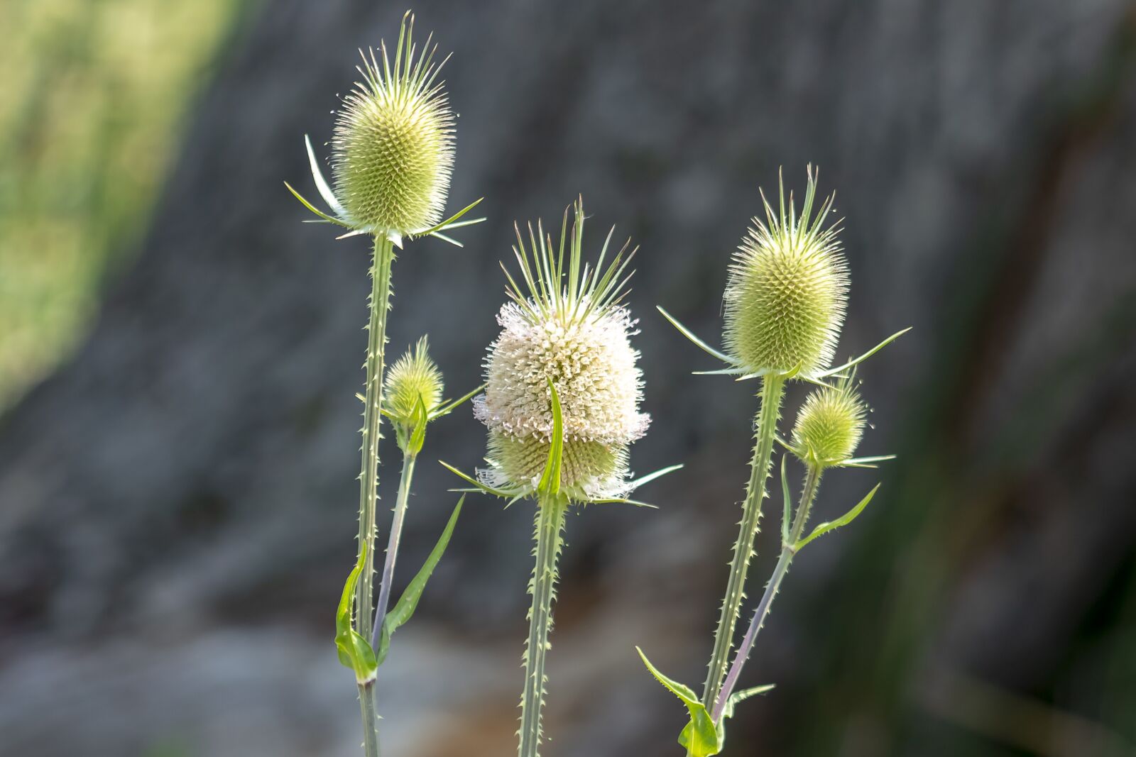 Canon EF75-300mm f/4-5.6 sample photo. Wildflower, stalk, szam rk photography