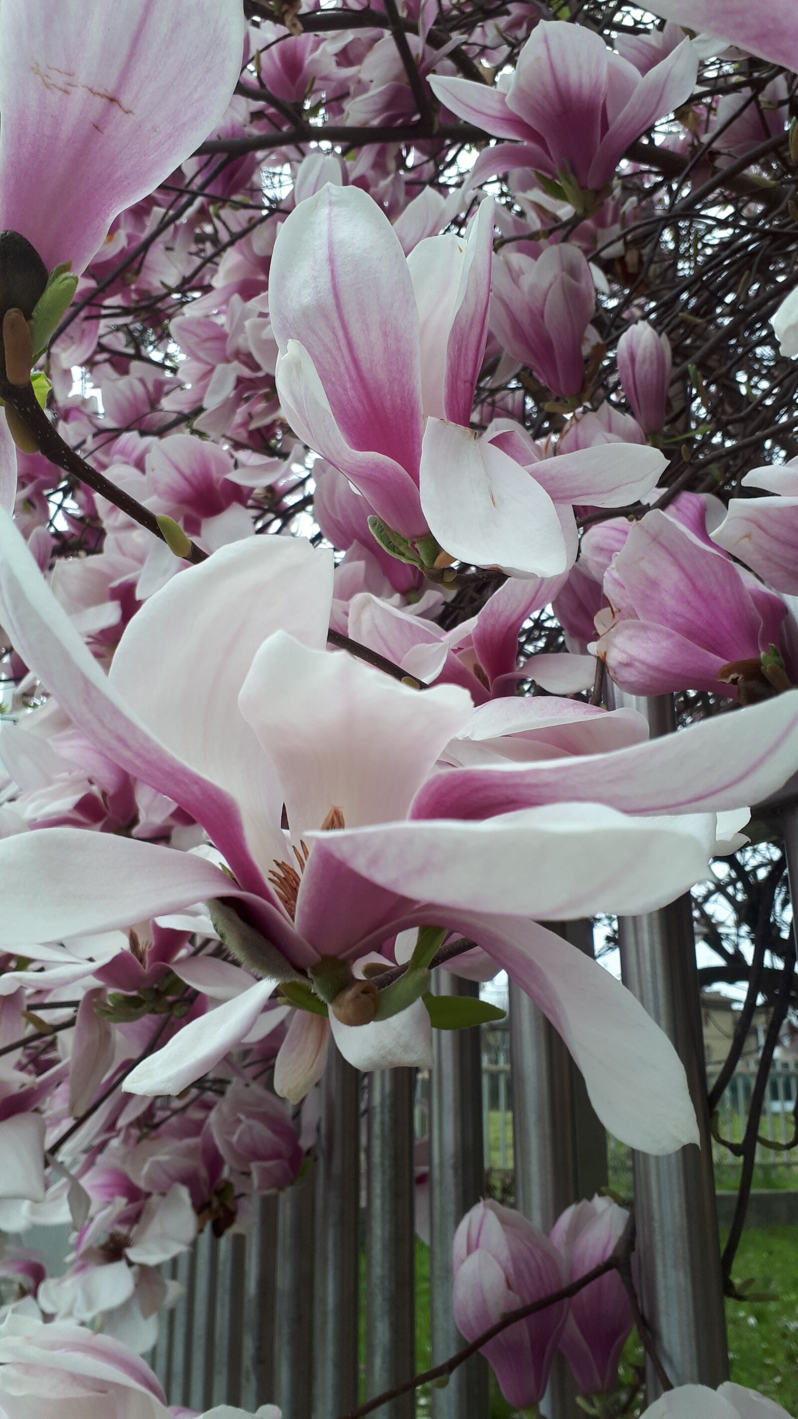 Samsung Galaxy A5(2017) sample photo. Spring, magnolia, flowers photography