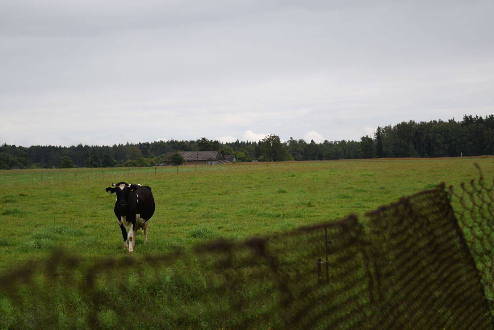 Nikon D3300 sample photo. Cow, farm, village photography