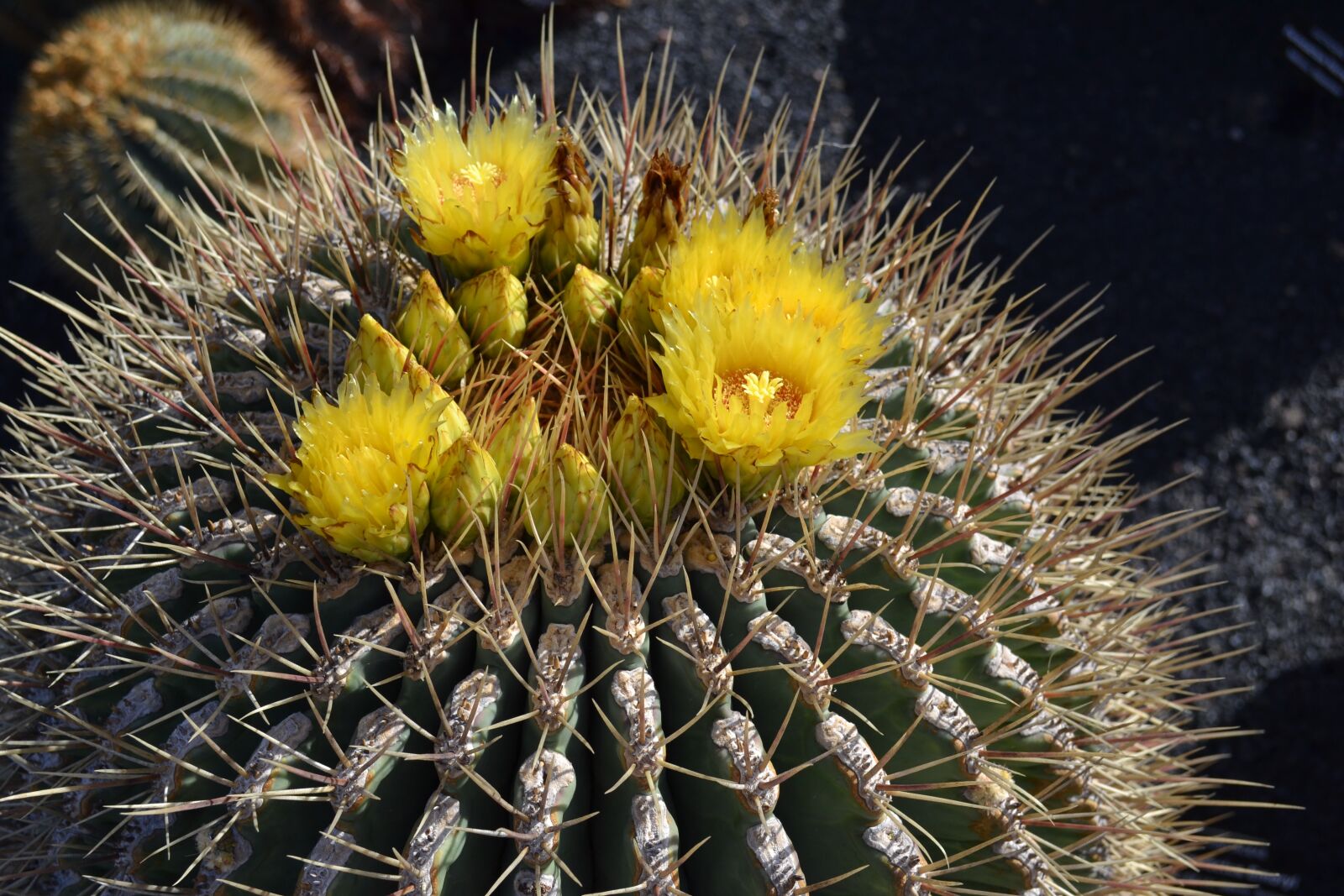 Nikon D3100 sample photo. Cactus, yellow, mexico photography