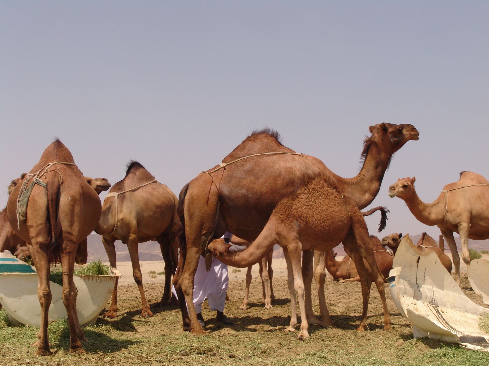 Sony DSC-F828 sample photo. Camel, saudi arabia, the photography