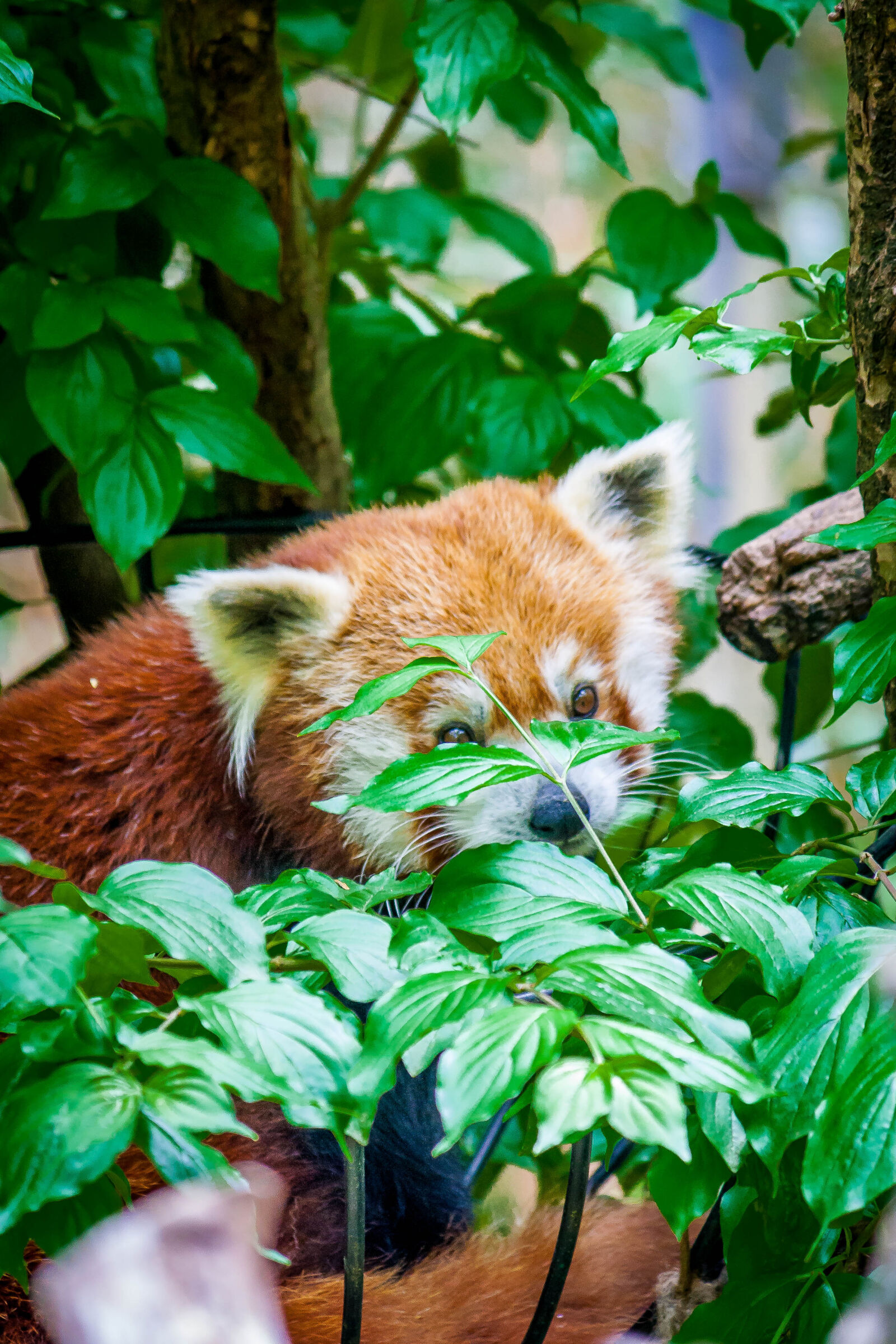 Canon EOS 1000D (EOS Digital Rebel XS / EOS Kiss F) + Canon EF-S 55-250mm F4-5.6 IS sample photo. Animal, leaves, red, panda photography