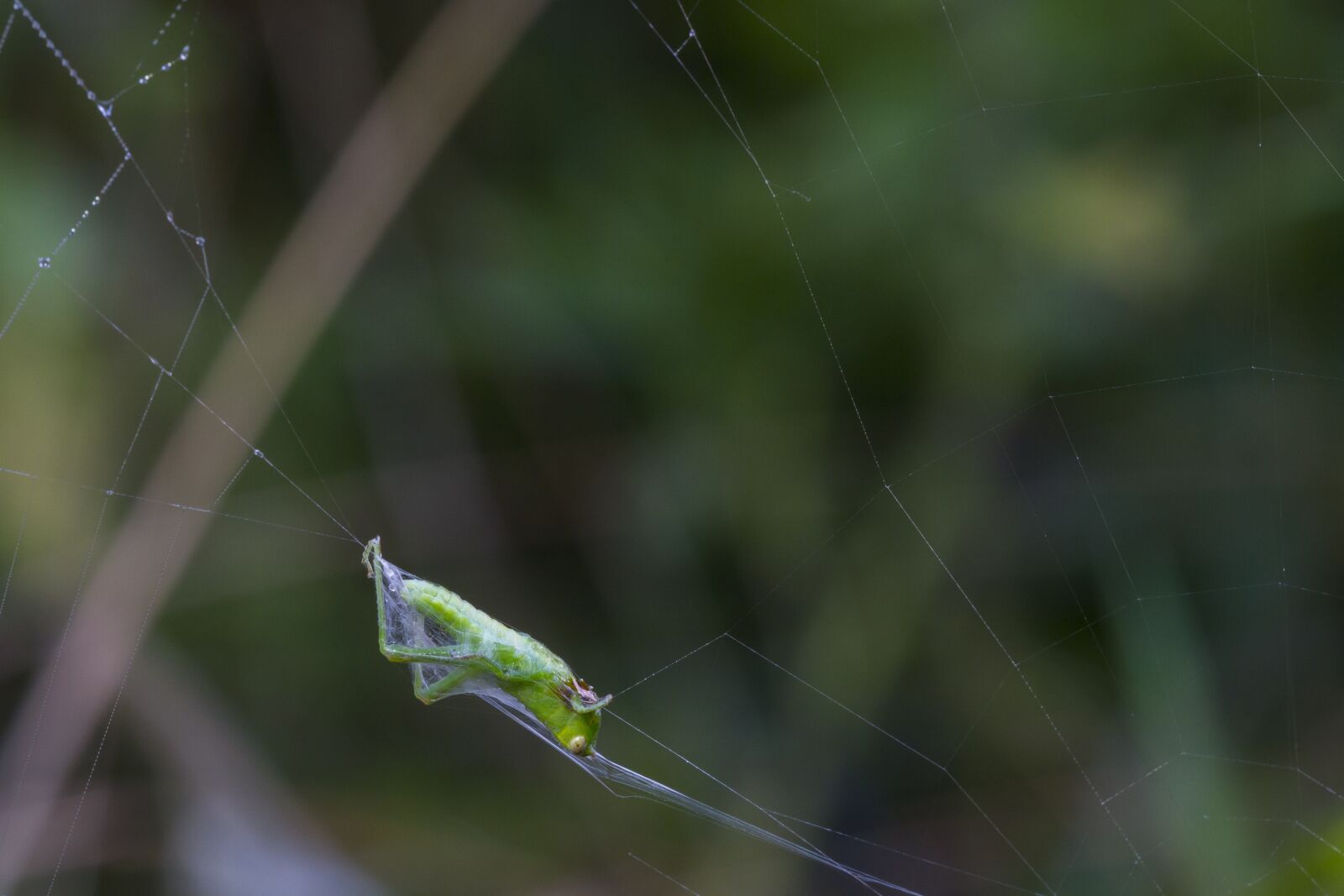 Canon EOS 7D sample photo. Grasshopper, in the network photography