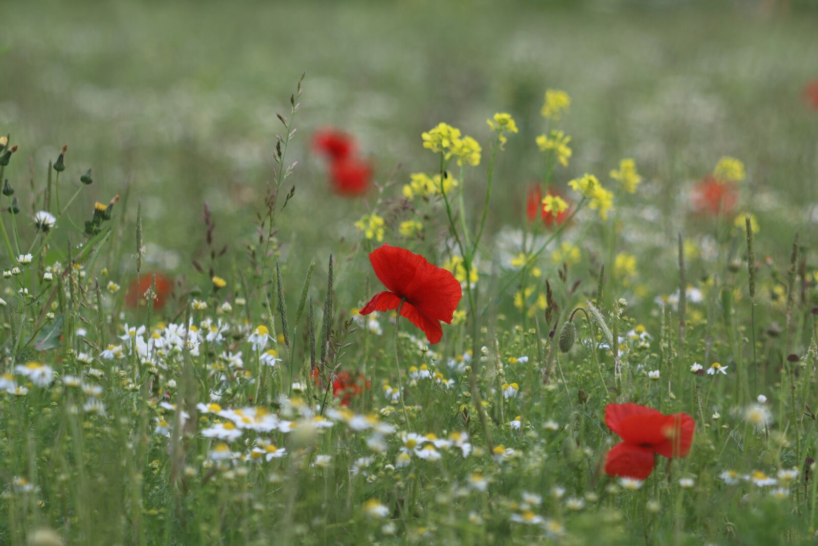 Canon EOS 70D + Canon EF 70-300 F4-5.6 IS II USM sample photo. Poppies, fields, country photography