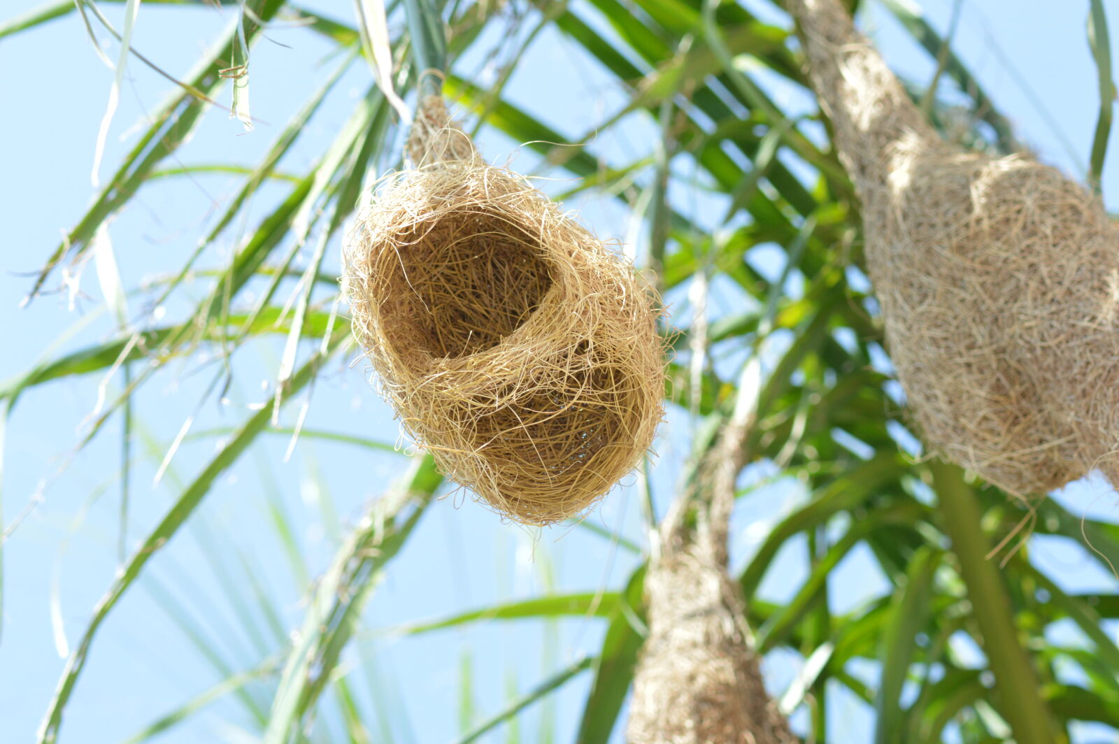 Nikon D3200 sample photo. Bird, nest, bird, s photography