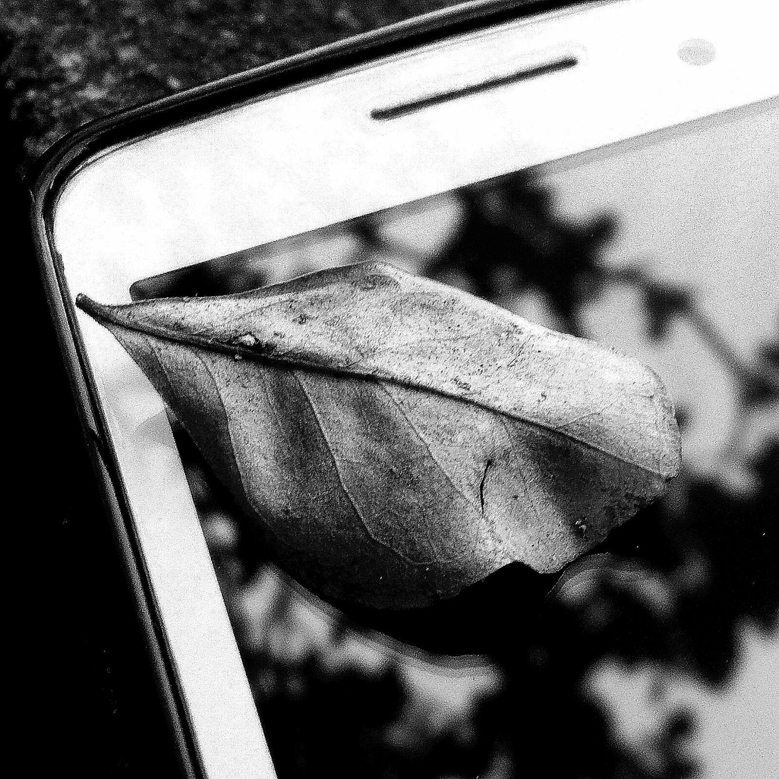 Nikon Coolpix L31 sample photo. Black, and, white, coolpix photography