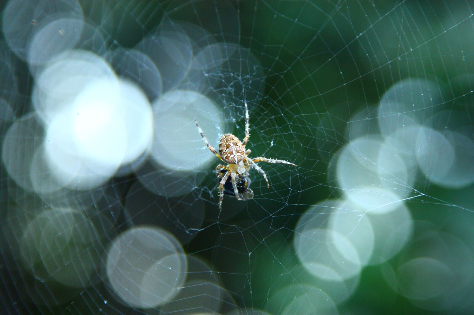 Canon EOS 450D (EOS Rebel XSi / EOS Kiss X2) sample photo. Spider, insects, arachnophobia photography