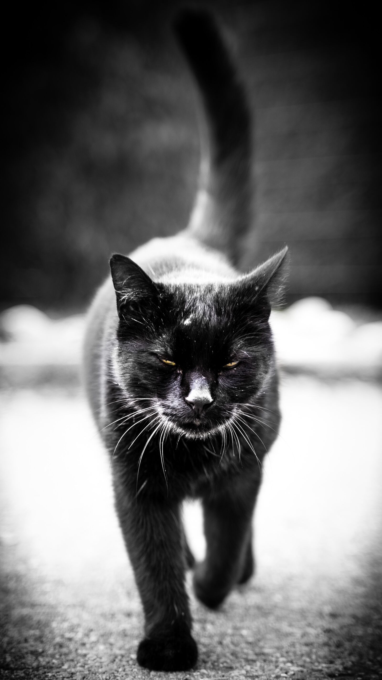 Sony a7 III sample photo. Cat, black, white photography