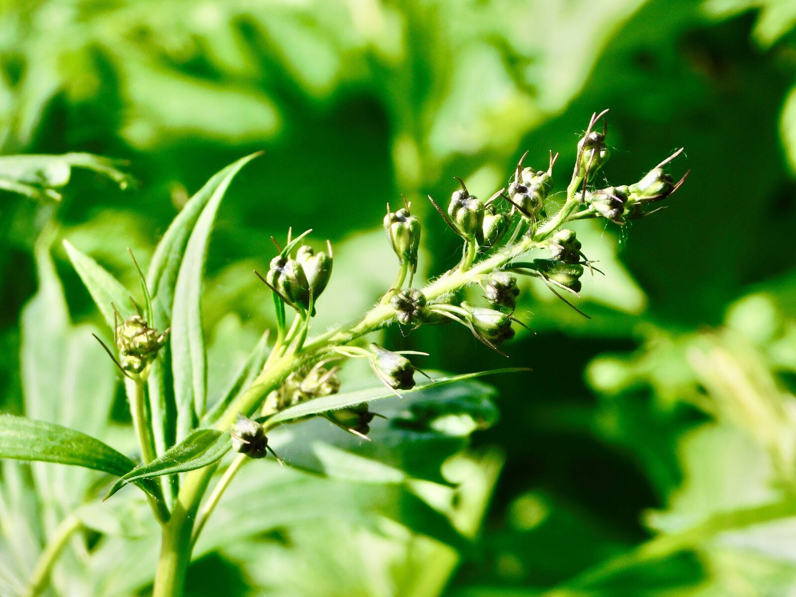 Nikon Coolpix B500 sample photo. Macro, new, buds photography