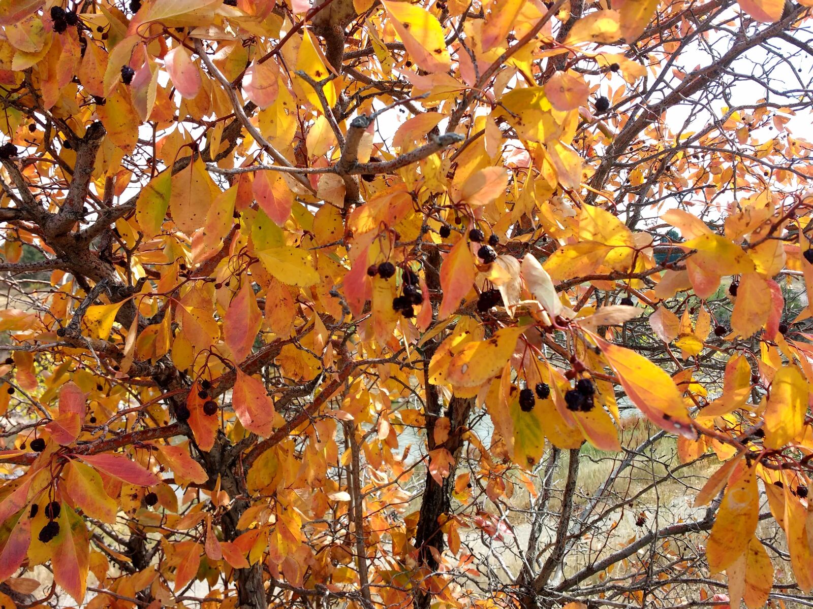 Motorola MotoG3 sample photo. Autumn, autumn season, branch photography