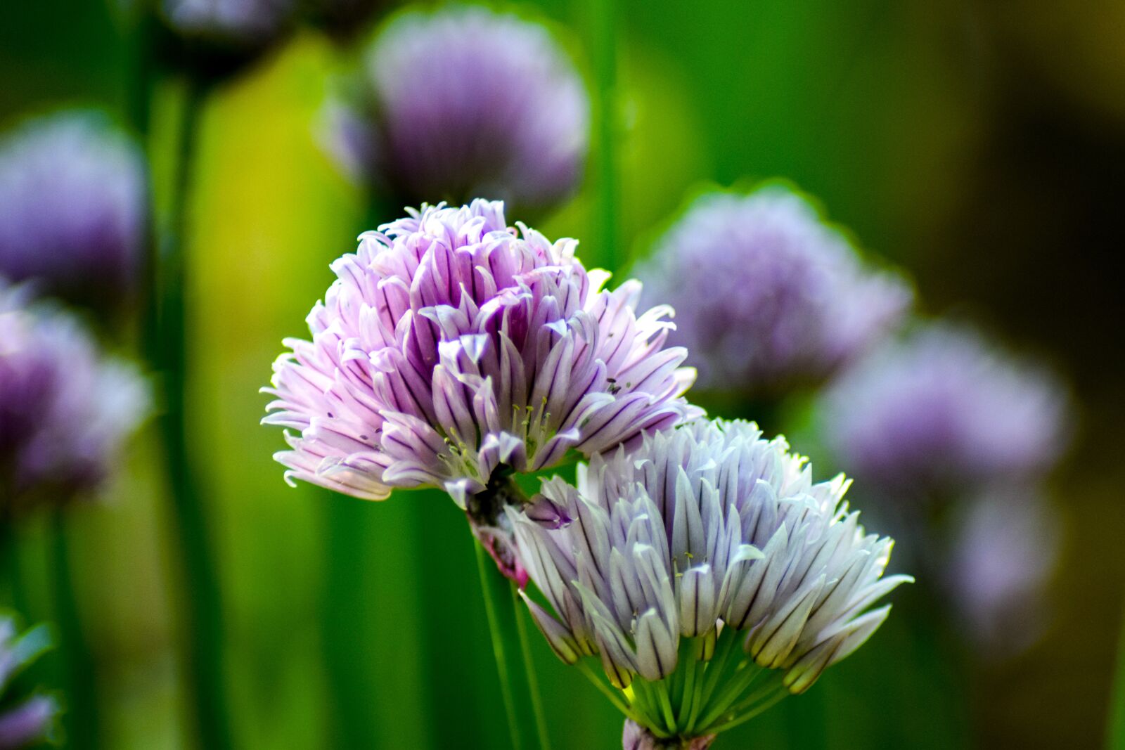 Nikon D5300 sample photo. Chives, plant, herbs photography