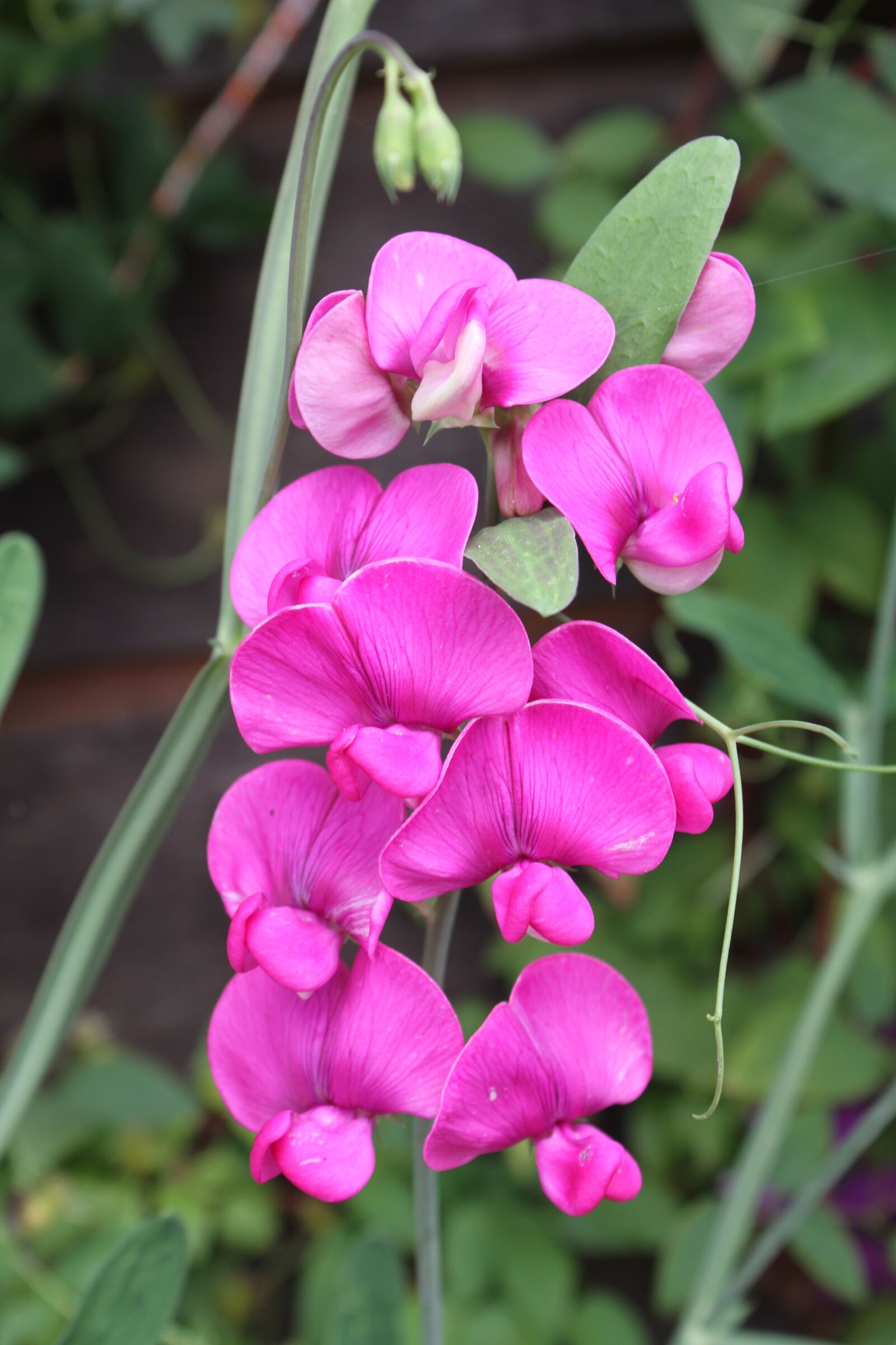 Canon EF-S 18-55mm F3.5-5.6 IS sample photo. Vetches, wild, pink photography