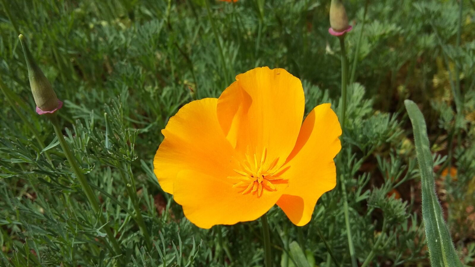 Samsung Galaxy A3 sample photo. Flower, yellow, wild flower photography