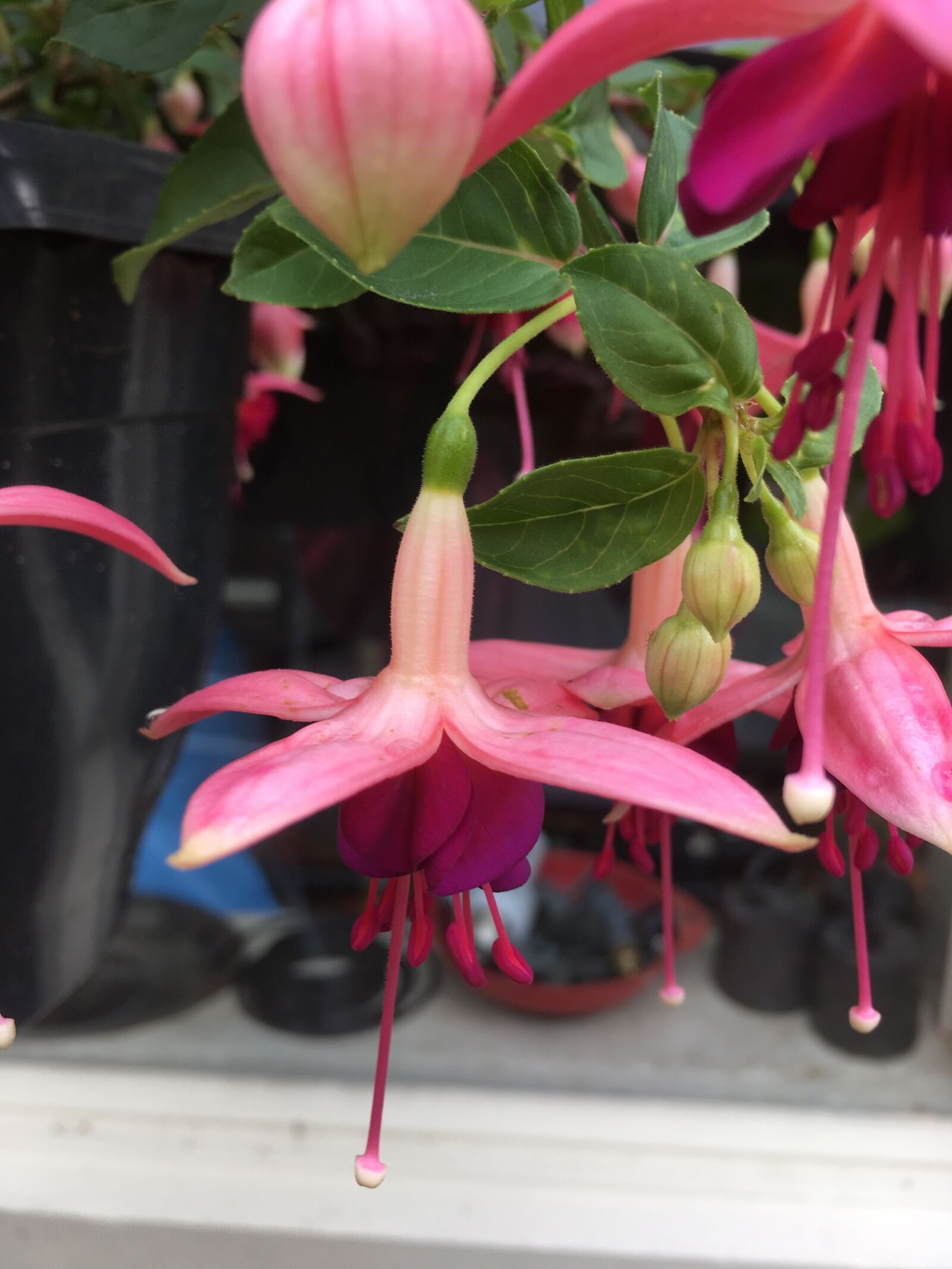 iPhone SE back camera 4.15mm f/2.2 sample photo. Fuchsia, pink, dark pink photography