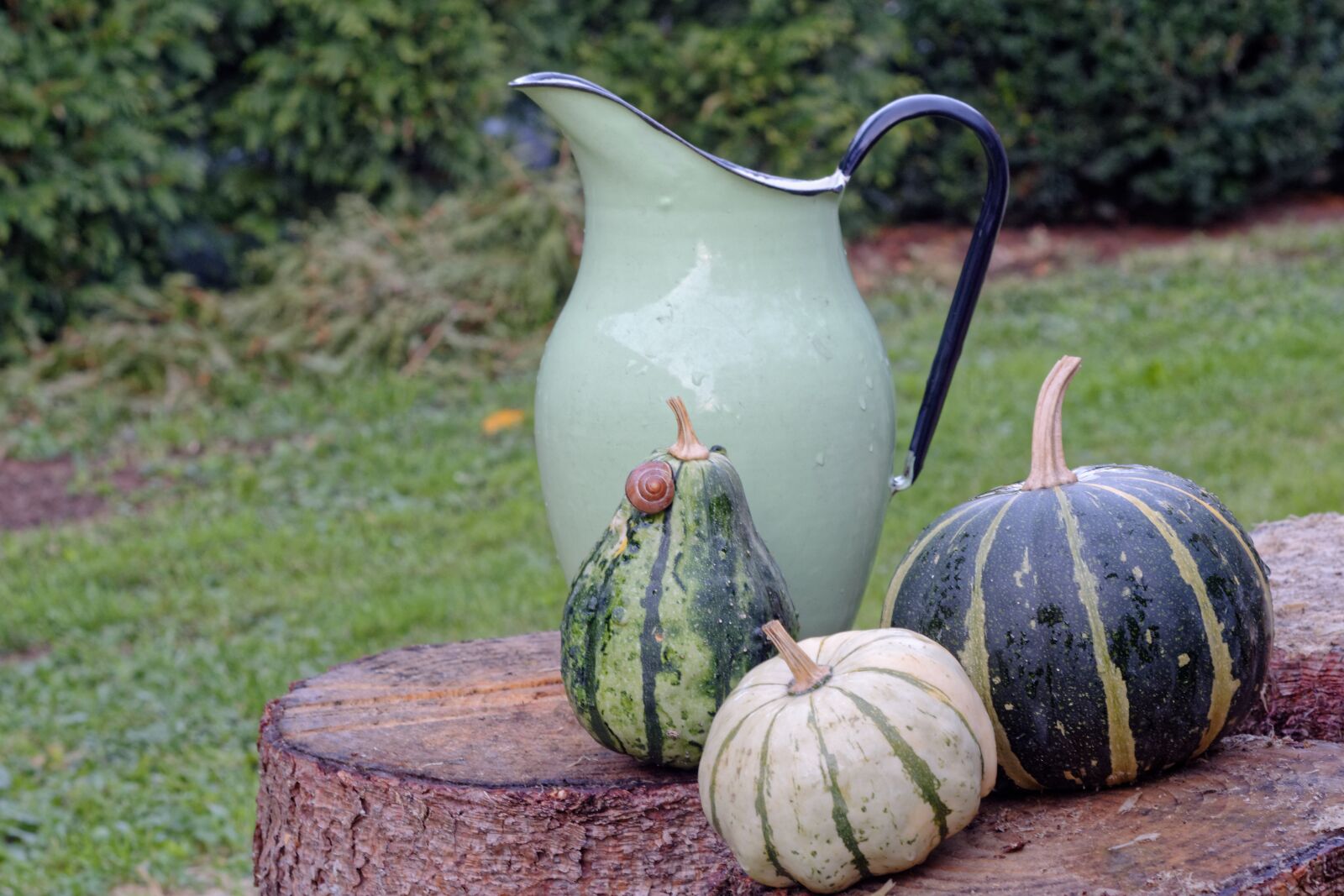 Nikon D5200 sample photo. Pumpkin, pumpkins, green photography