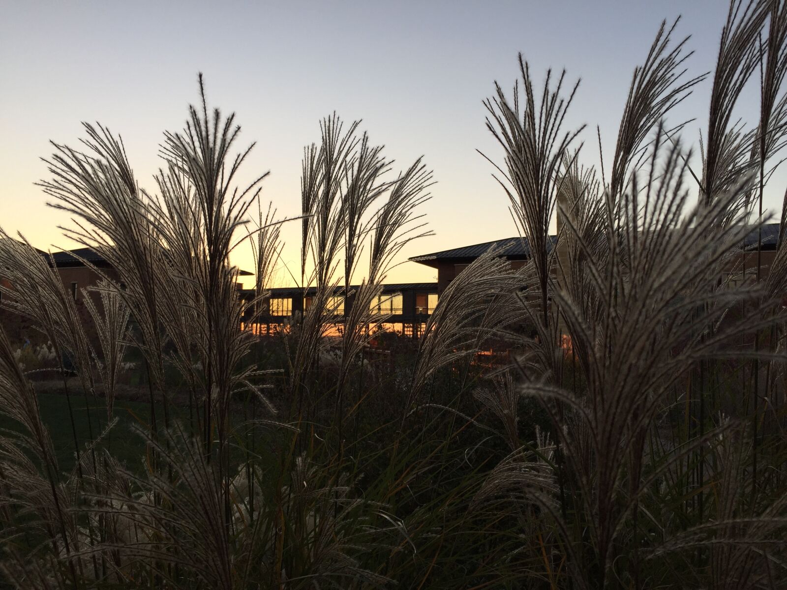 Apple iPhone 6 sample photo. Sunset, grass, midwest photography