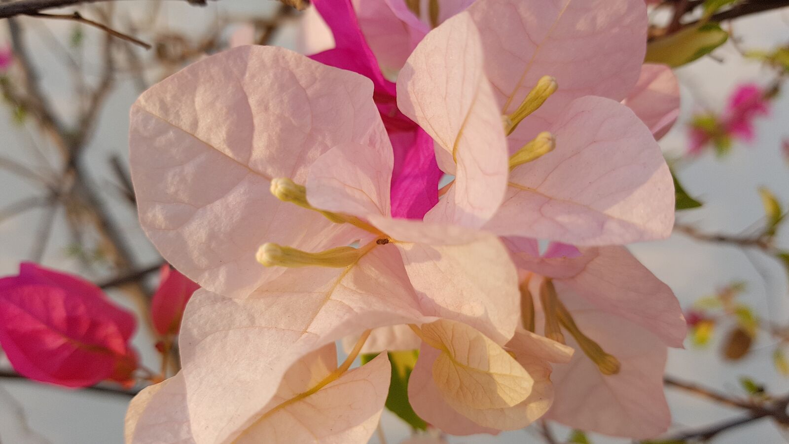 Samsung Galaxy Note Fan Edition sample photo. Bougainvillea, flower, pink photography