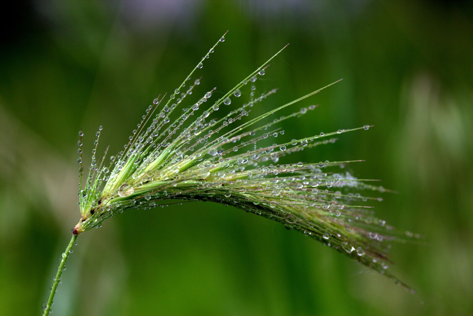 Canon EF-S 60mm F2.8 Macro USM sample photo. Spike, drops, dew photography