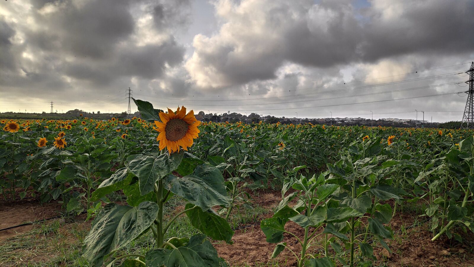 Xiaomi POCO F1 sample photo. Sunflower, field, clouds photography