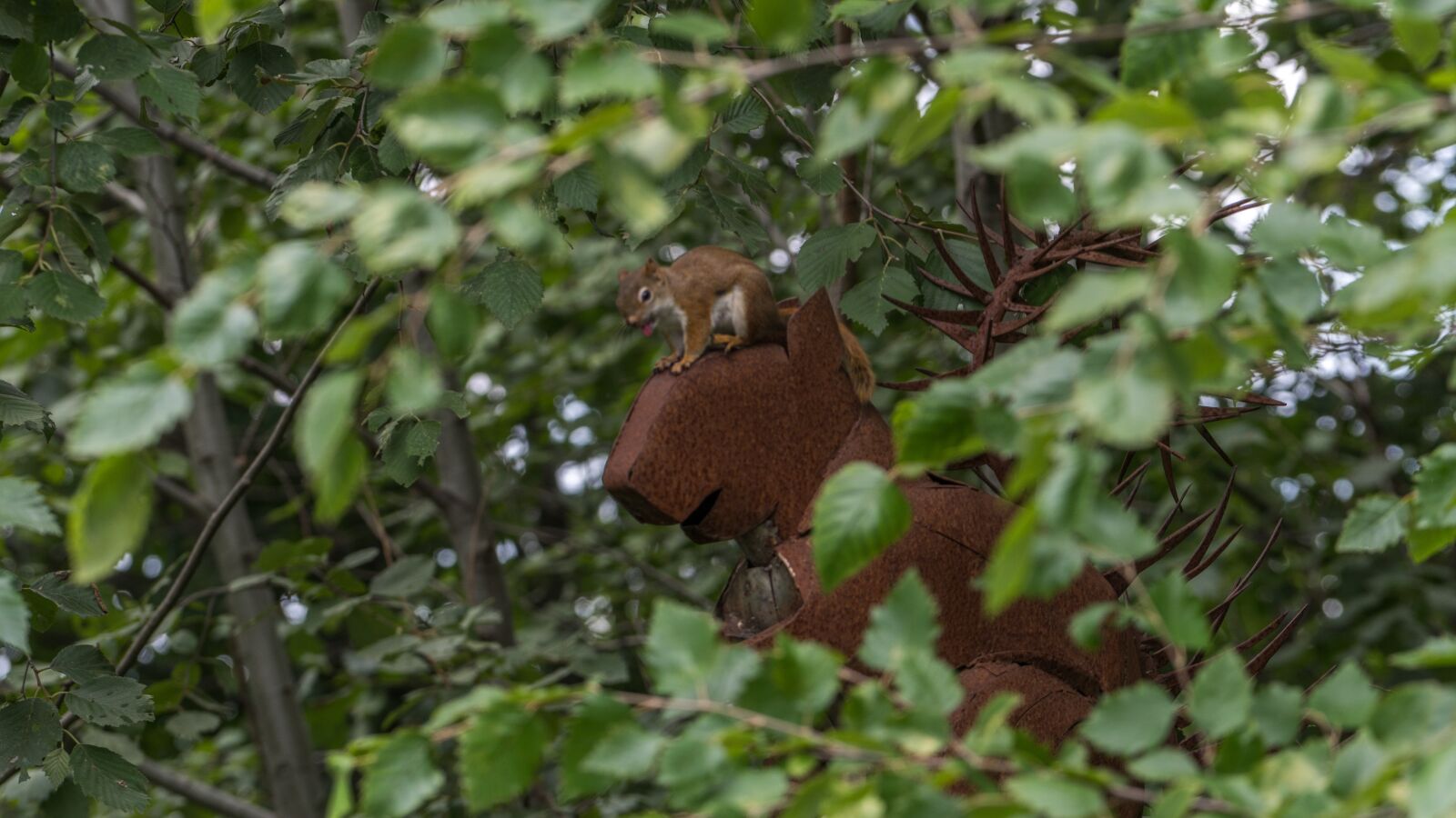 Sony a6500 + Sony FE 70-200mm F4 G OSS sample photo. Nature, squirrel, cute photography