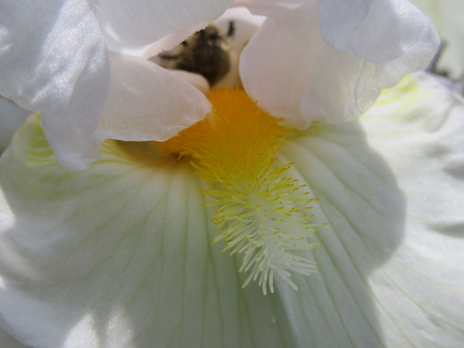 Canon PowerShot SX610 HS sample photo. Lily, flower, white photography