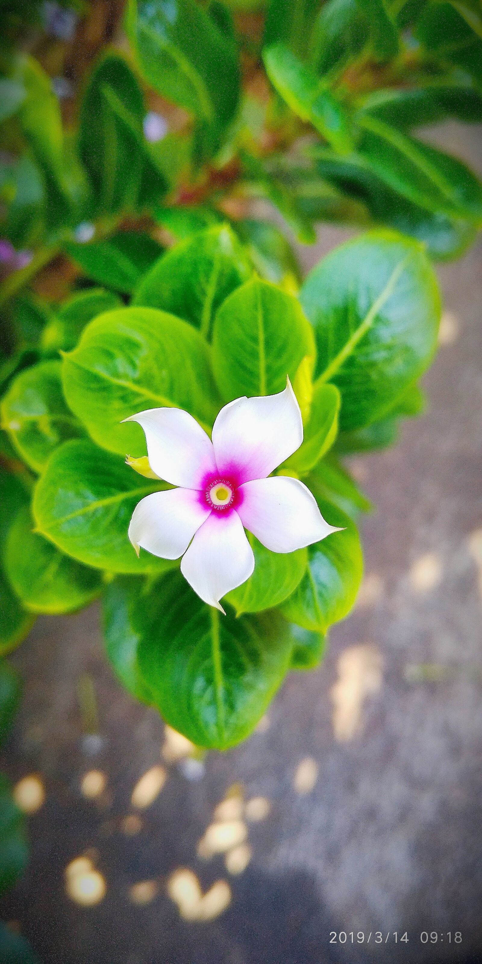 Xiaomi Redmi Note 5 sample photo. Lovely, single, flower photography