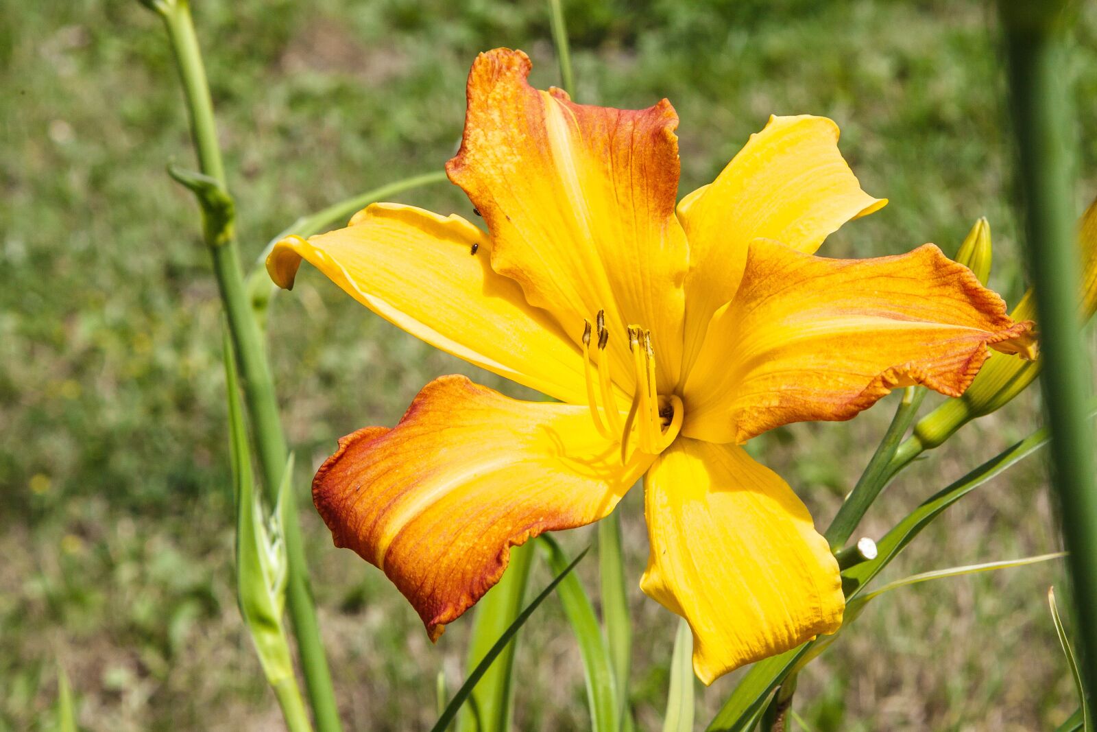 Canon EOS 5D Mark II sample photo. Plant, flowers, yellow photography