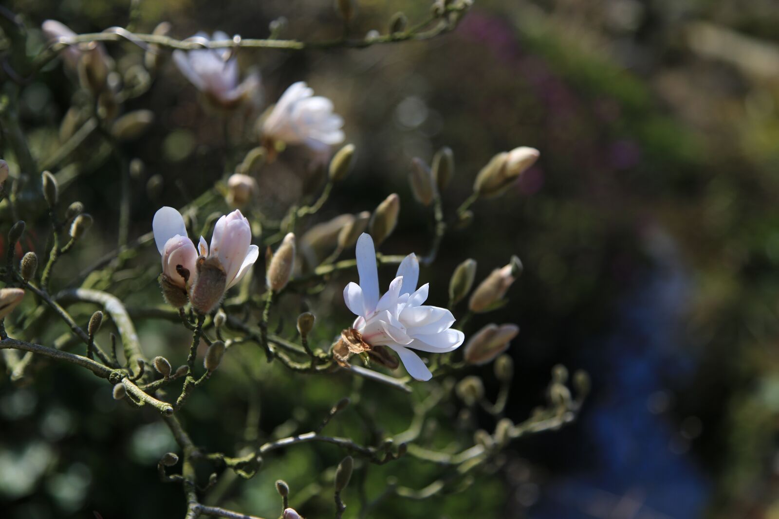 Canon EOS 6D + Canon EF 24-105mm F4L IS USM sample photo. Flowers, wildflower, petal photography