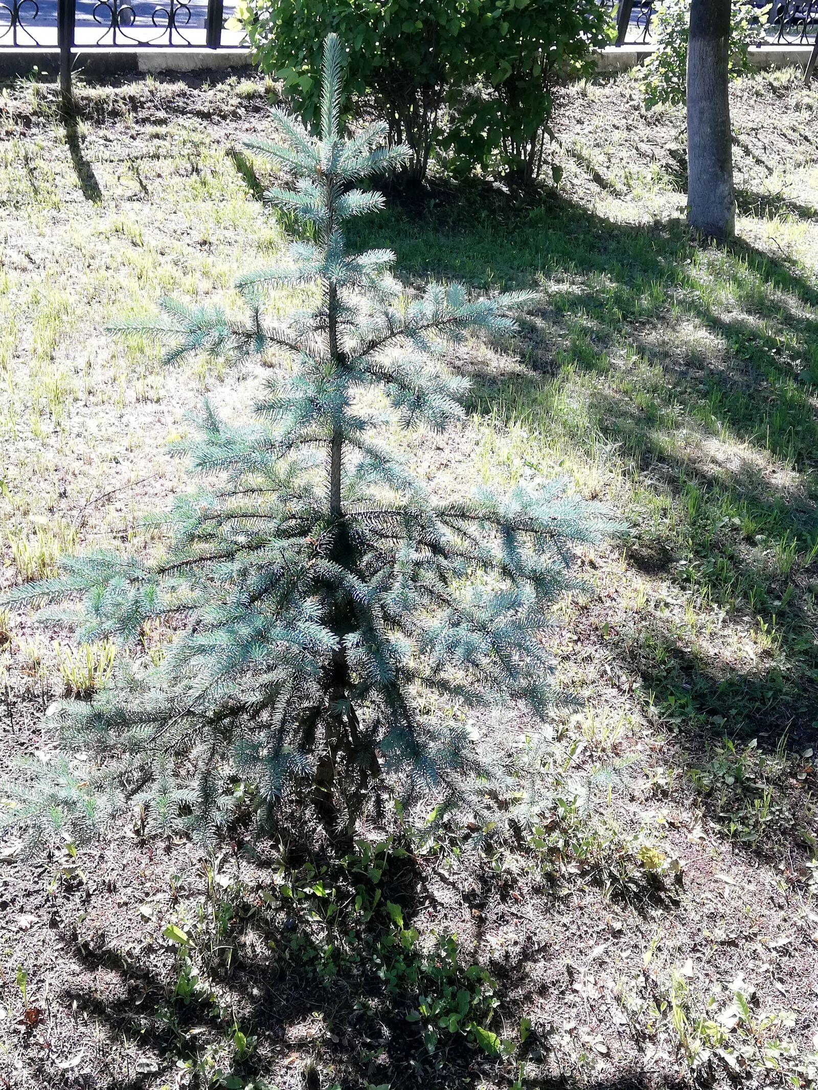 HUAWEI P20 lite sample photo. Spruce, green, nature photography