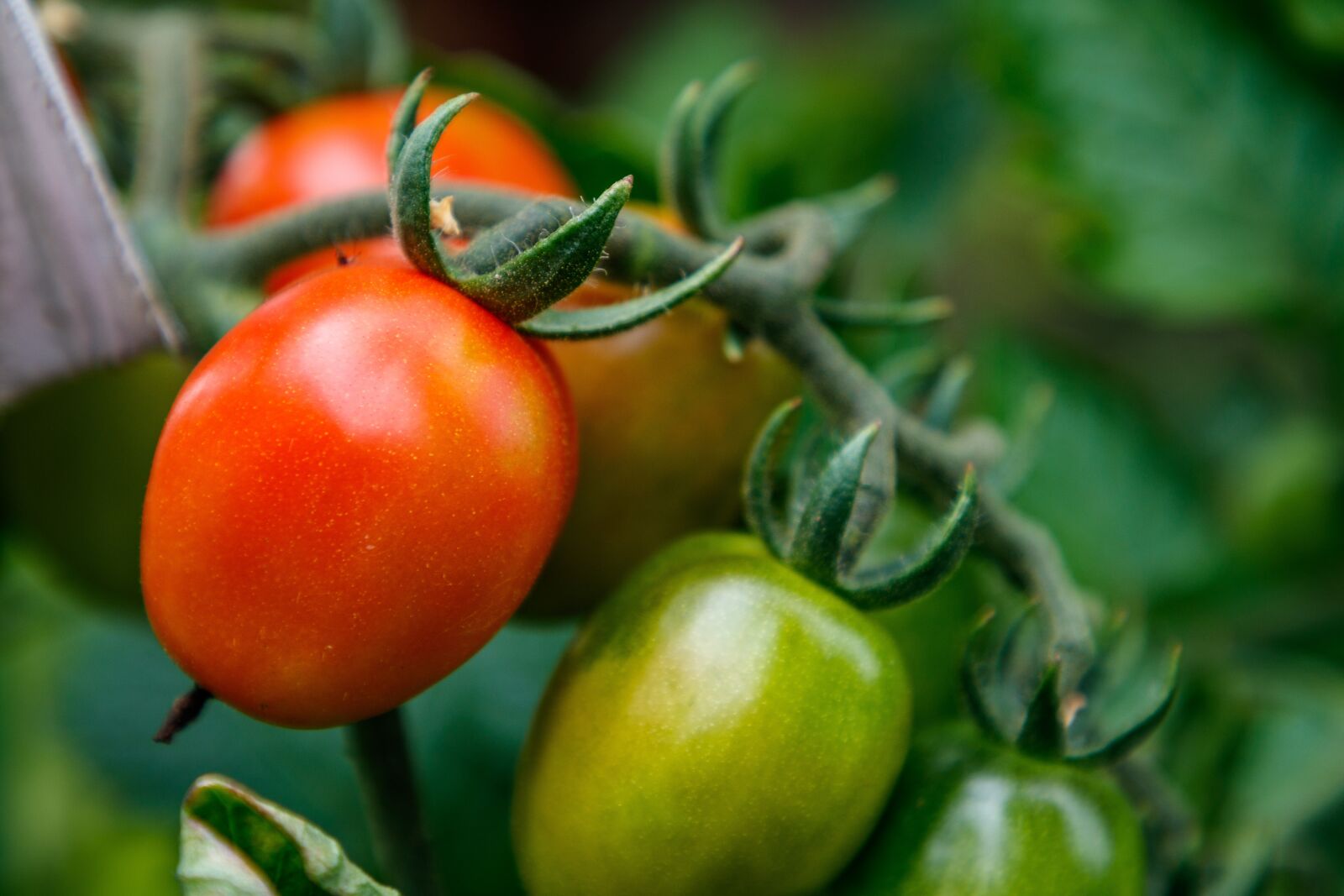 Canon EOS 80D sample photo. Tomatoes, vegetables, garden photography