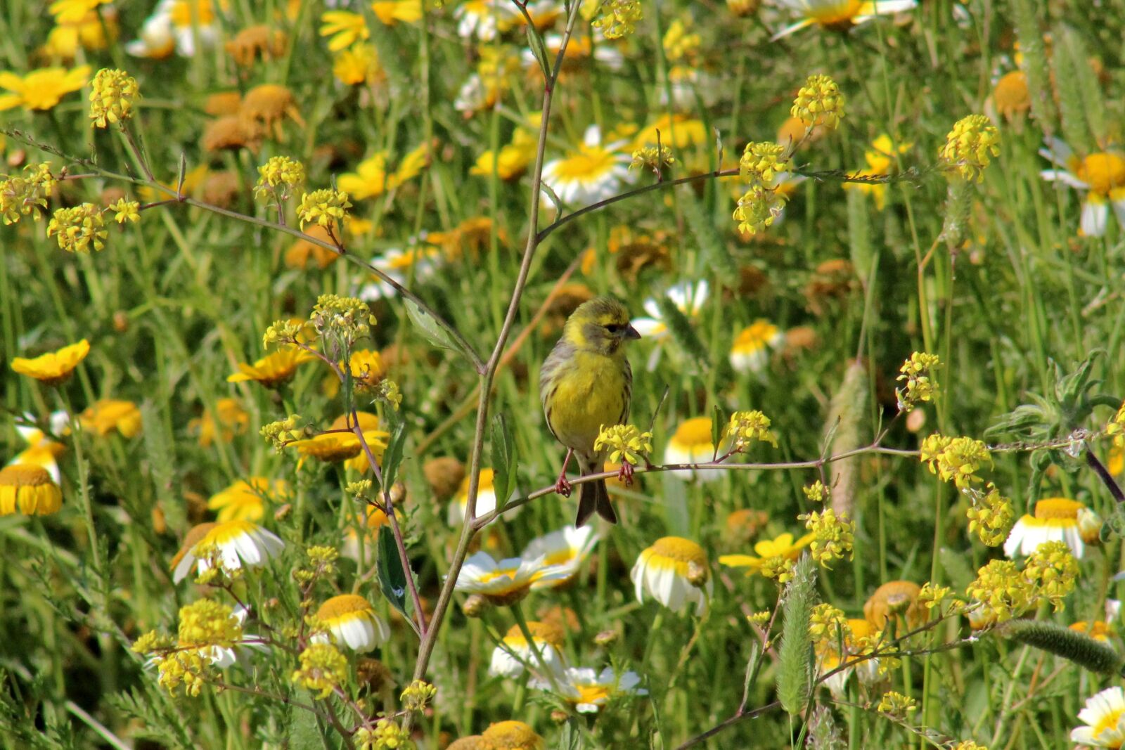 Canon EF 75-300mm f/4-5.6 sample photo. Siskin, bird, yellow photography