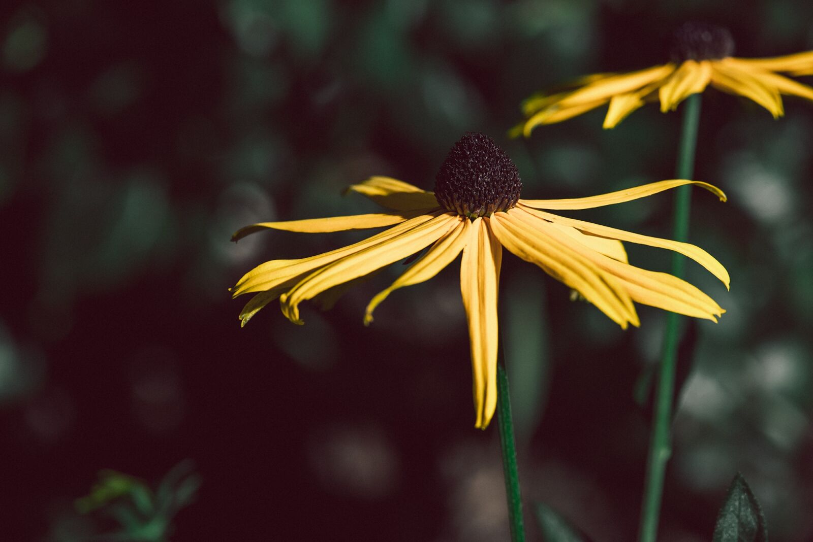 Nikon D750 sample photo. Flower, coneflower, yellow photography