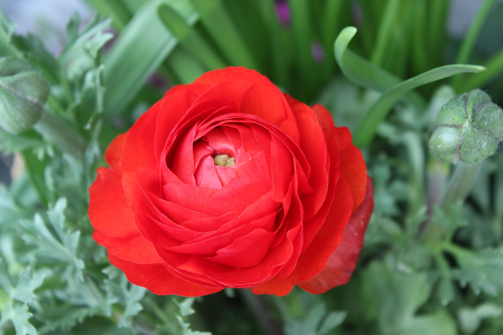 Canon EOS 600D (Rebel EOS T3i / EOS Kiss X5) sample photo. Red flower, red, flower photography