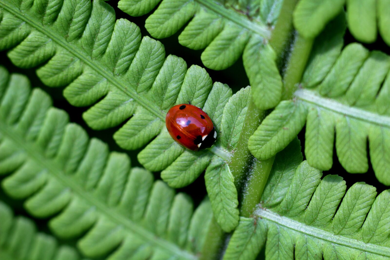 Canon EOS 1200D (EOS Rebel T5 / EOS Kiss X70 / EOS Hi) sample photo. Ladybug, fern, nature photography