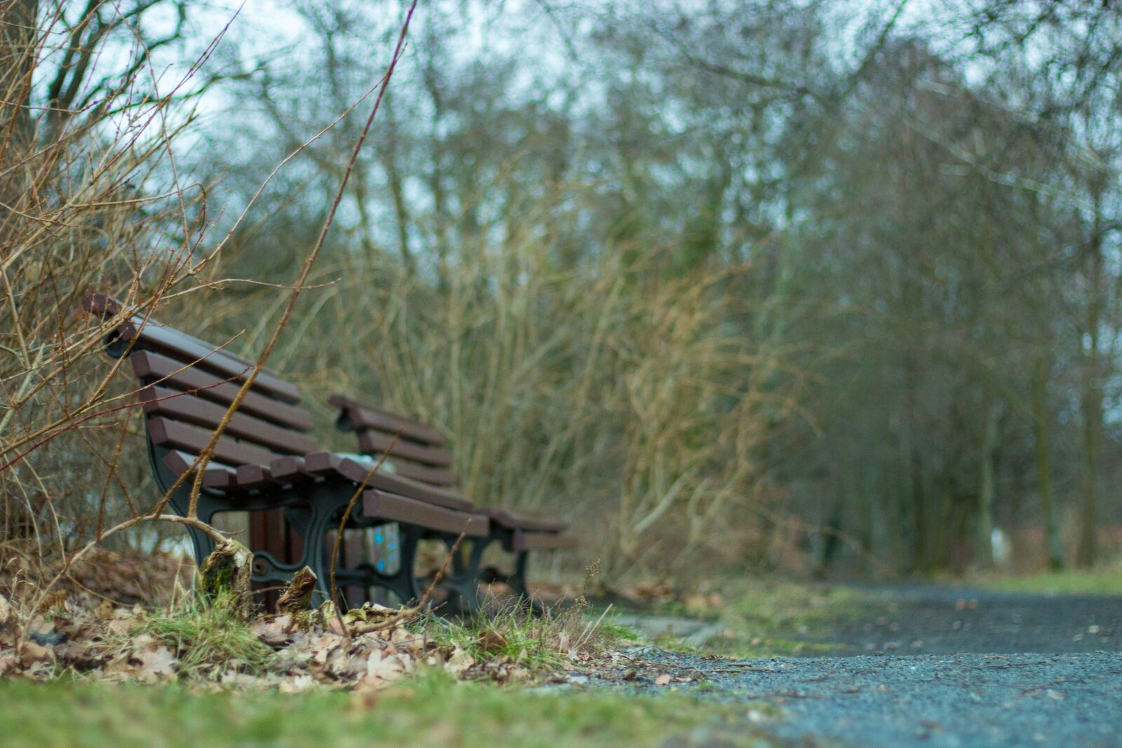 Canon EOS 600D (Rebel EOS T3i / EOS Kiss X5) + Canon EF 50mm F1.8 STM sample photo. Park bench, away, nature photography