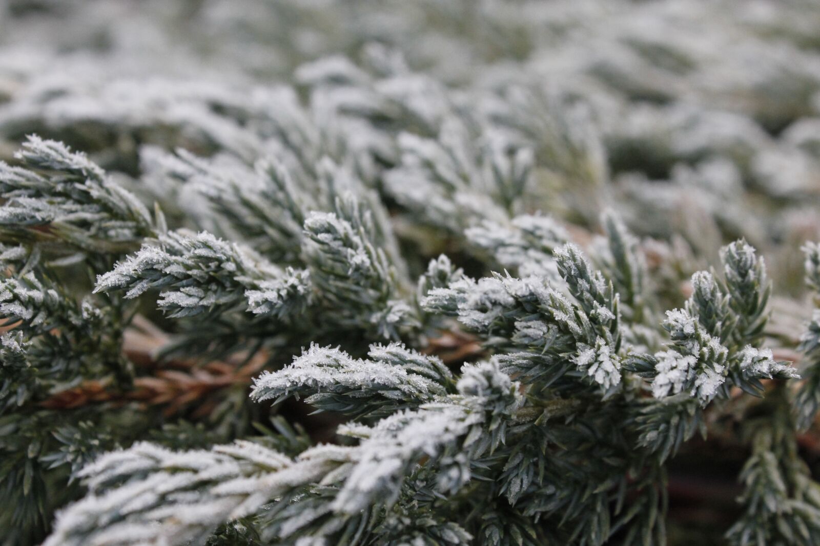 Canon EOS 550D (EOS Rebel T2i / EOS Kiss X4) sample photo. Frost, snow, cold photography