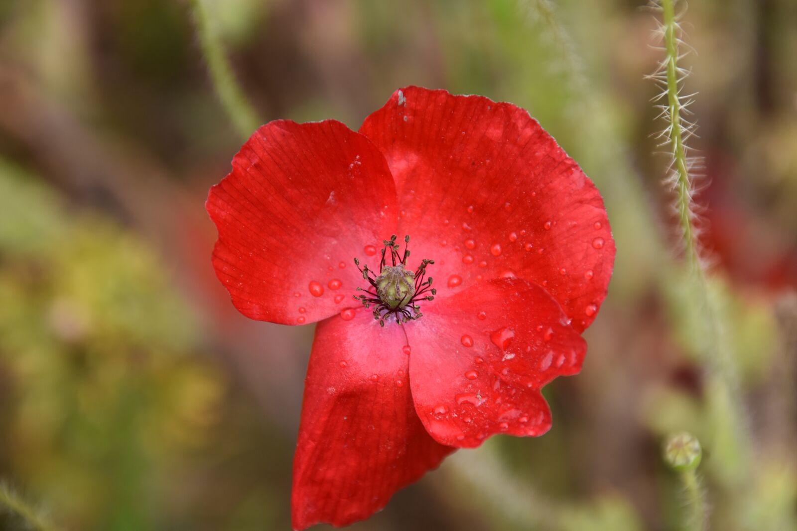 Nikon D5600 sample photo. Flower, poppy, flowers of photography