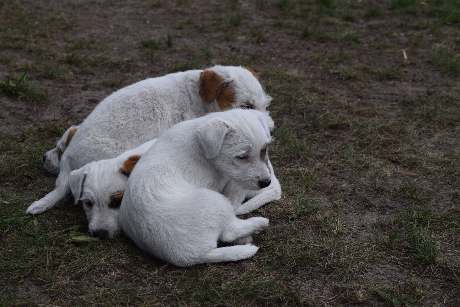 Nikon D3300 sample photo. Dog, puppies, dog puppies photography