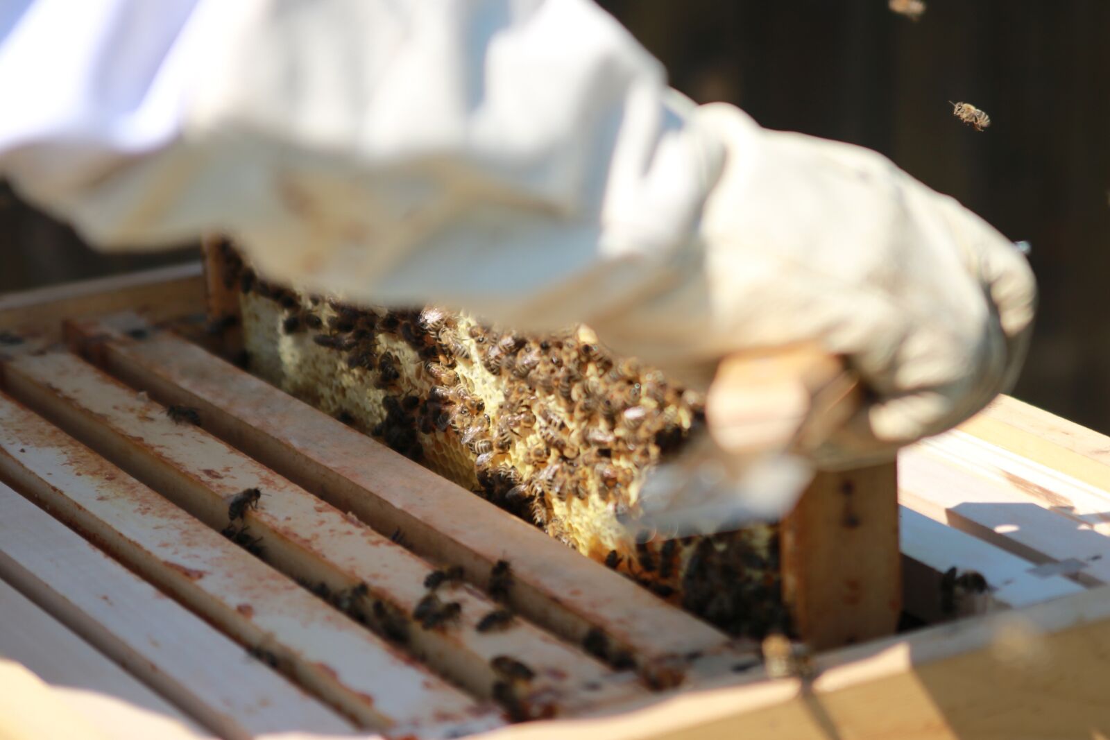 Canon EOS 750D (EOS Rebel T6i / EOS Kiss X8i) sample photo. Bees, combs, honey photography