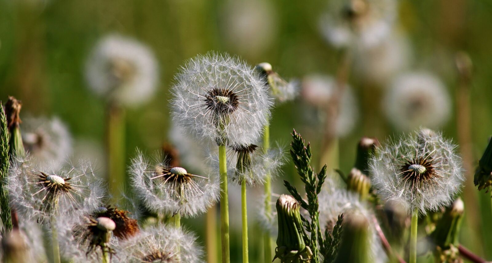 Canon EOS 1100D (EOS Rebel T3 / EOS Kiss X50) sample photo. Dandelions, dandelion, nature photography
