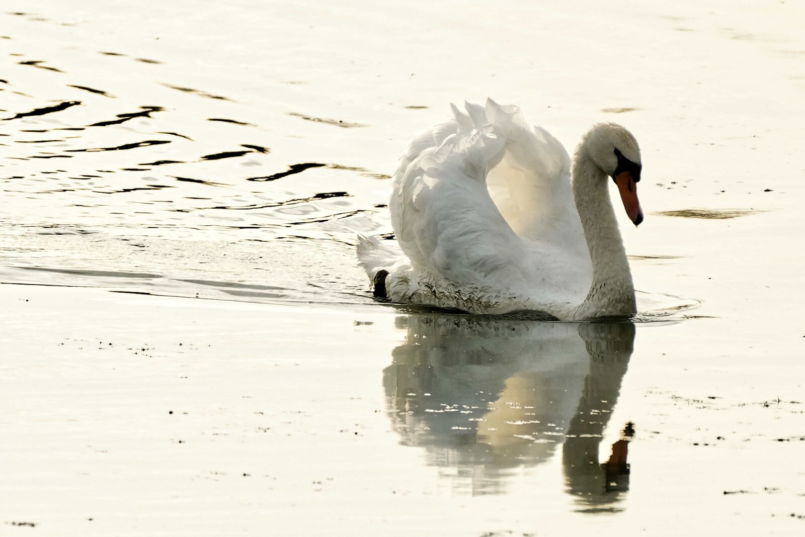 Nikon D750 sample photo. Swan, lake, water photography