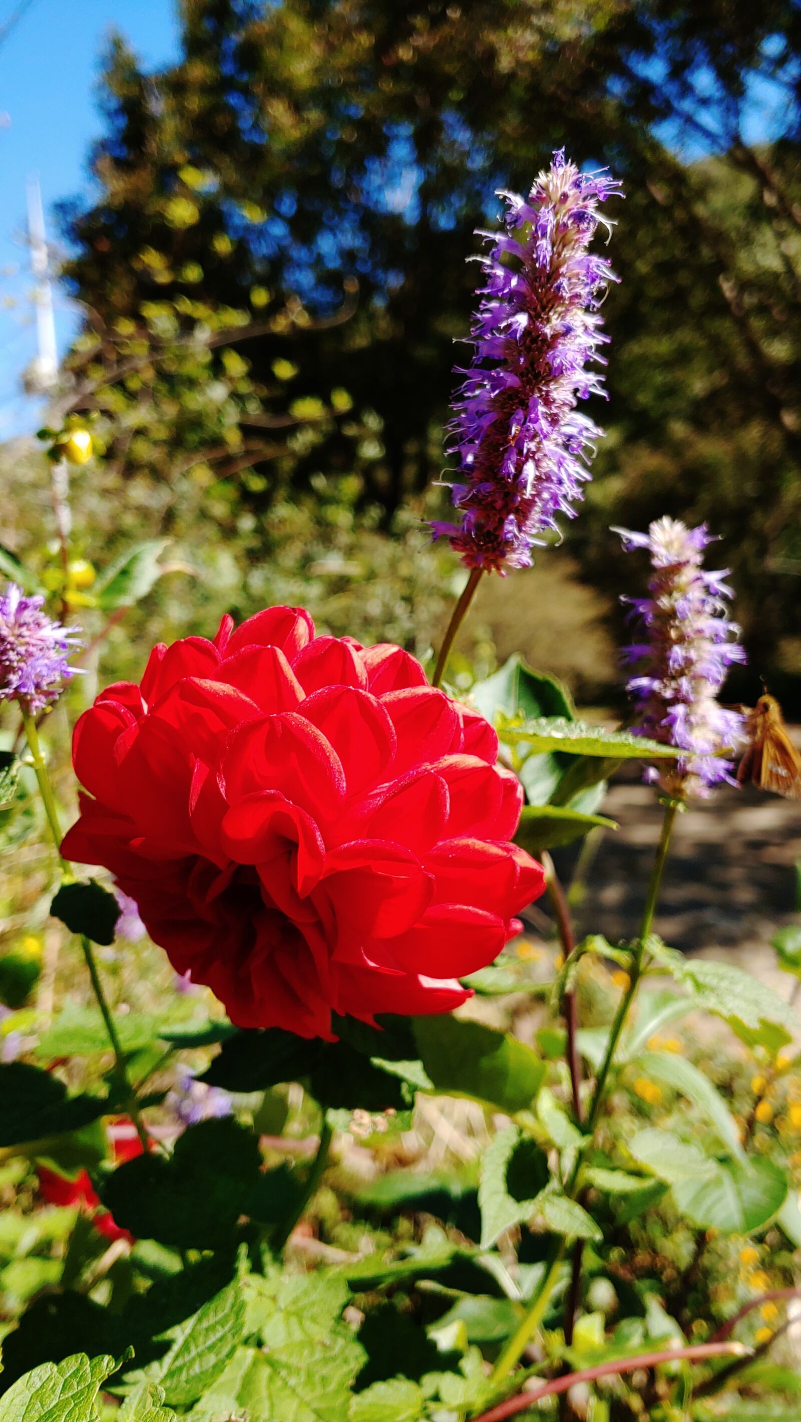 LG LM-V409N sample photo. Autumn, cosmos, sky photography