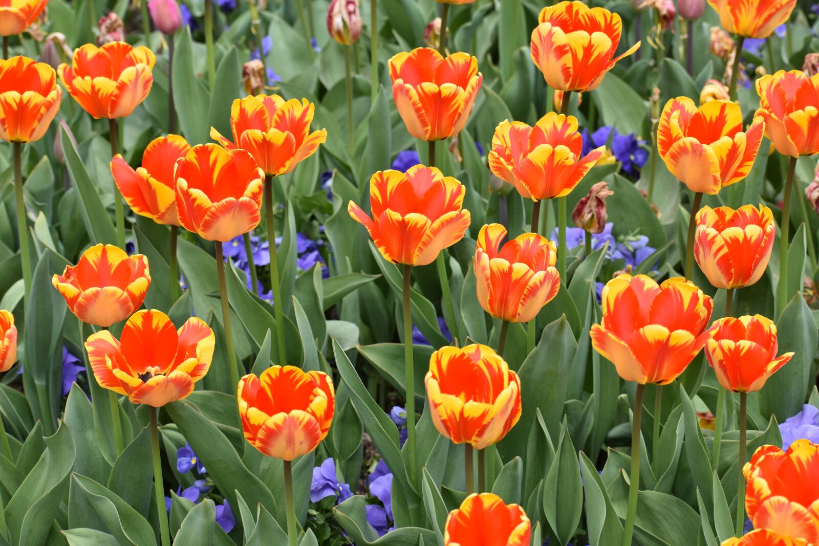 Nikon D3400 sample photo. Tulips, thanksgiving point, utah photography