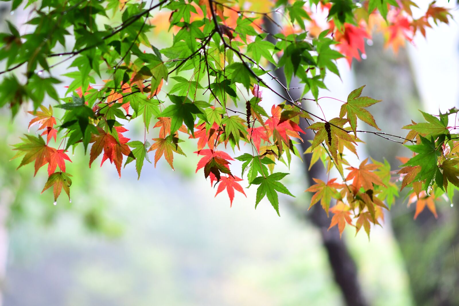 Nikon D500 sample photo. Maple leaf, red maple photography